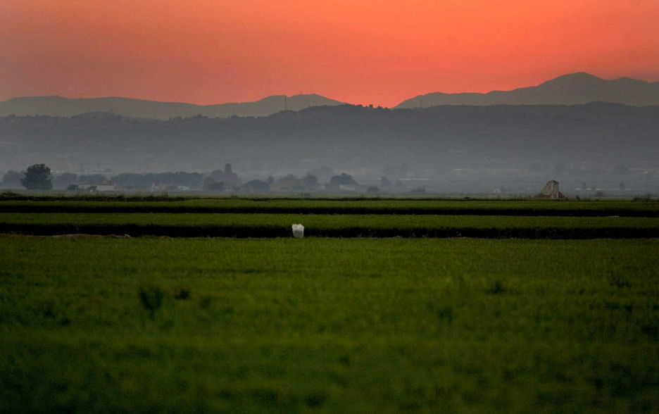 Los arrozales de La Albufera (Foto: EFE)