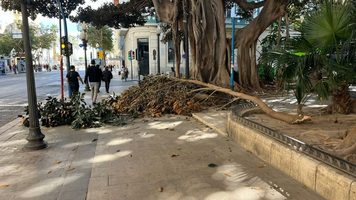 Otro Susto Con El Arbolado De Alicante Cae Una Rama De Los Ficus Del