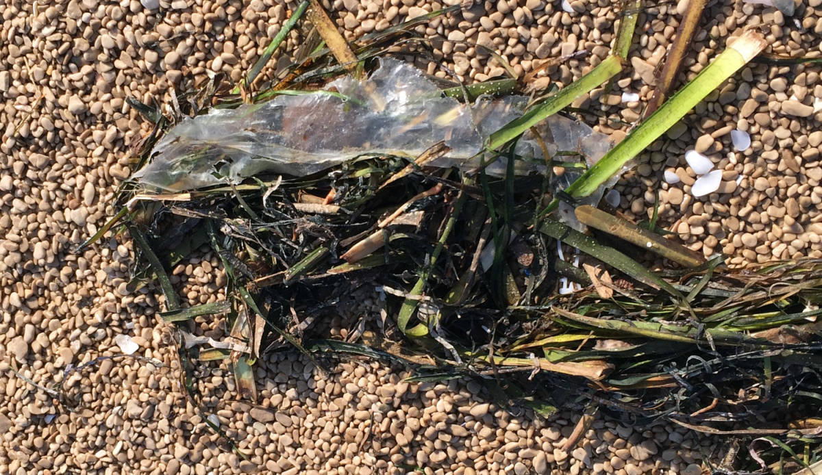 Los plásticos son los nuevos habitantes de algunas playas