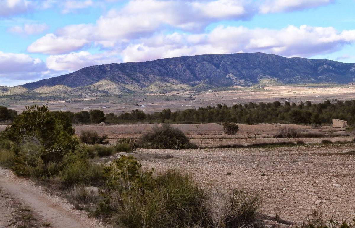 La Sierra de Salinas, al fondo, está catalogada como LIC y ZEPA. Foto: GVA