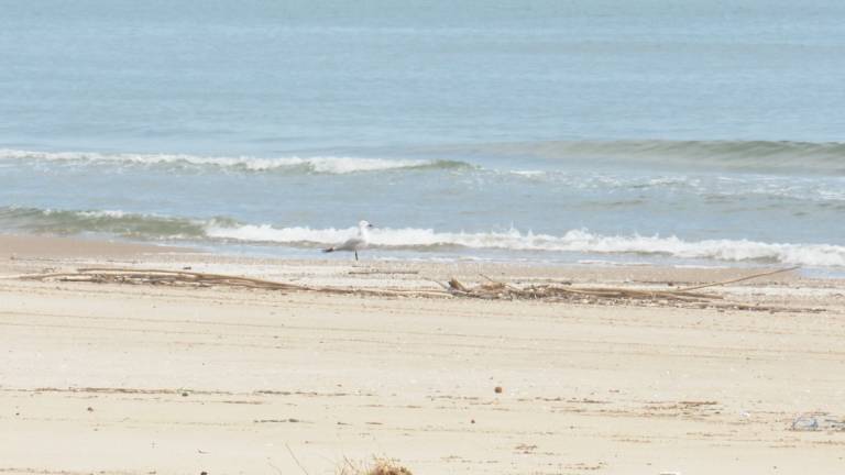 Playa de Cullera vacía. Foto: EP