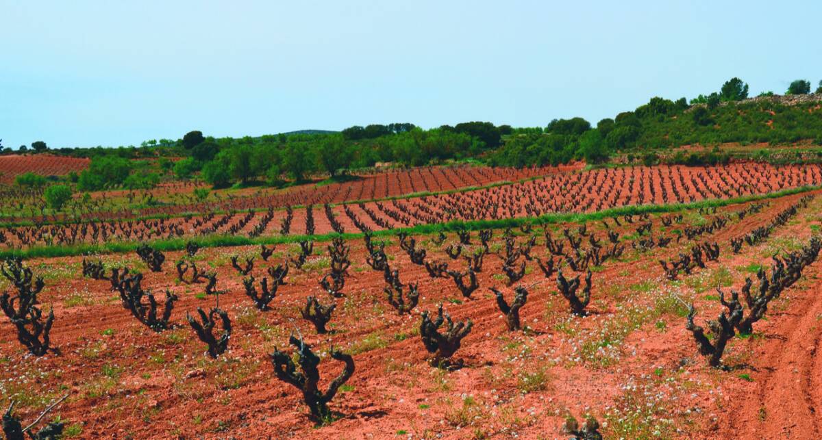 Les vinyes dominen el paisatge de l'altiplà d'Utiel-Requena