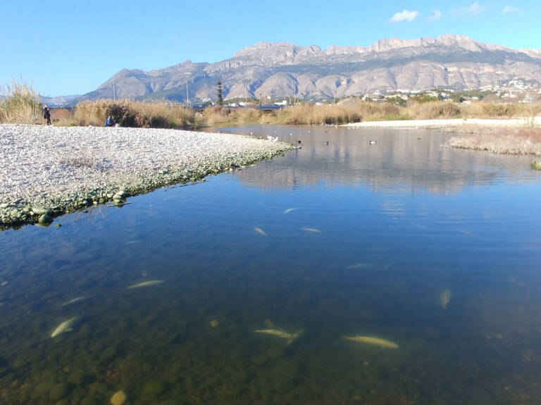 Acumulación de peces muertos en la desembocadura del río Algar durante el evento de anoxia de febrero de 2022